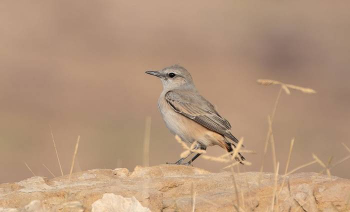 Red-tailed Wheatear