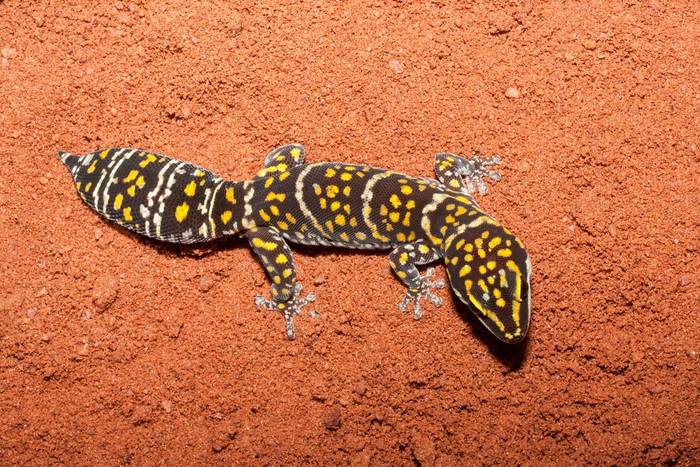Northern Velvet Gecko (Oedura marmorata)