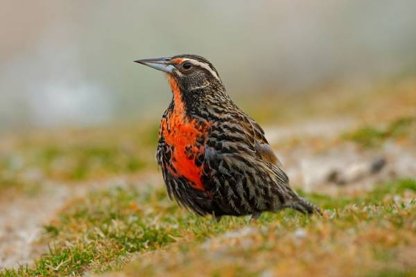 Long-tailed Meadowlark Falklands shutterstock_519554389.jpg