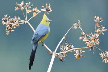 Long-tailed silky flycatcher shutterstock_312032681.jpg