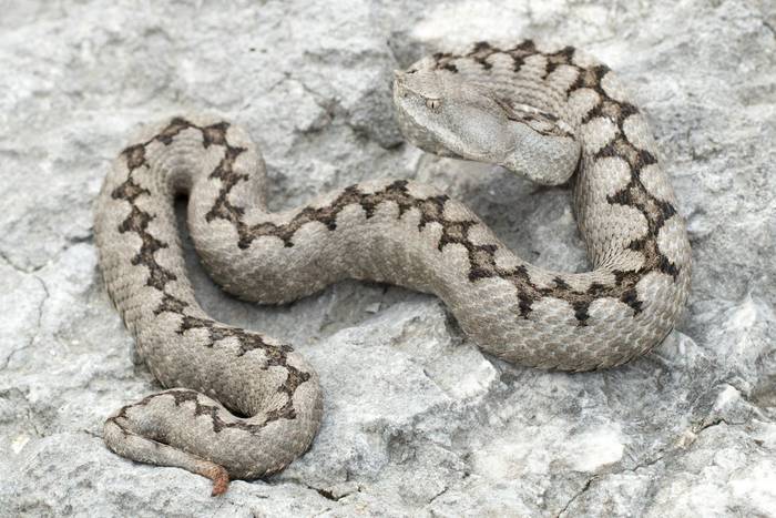 Nose-horned Viper (Vipera a. ammodytes)  © Simone Giachello