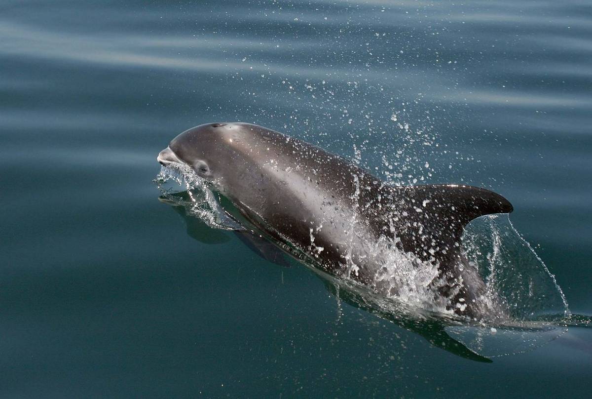 021 White Beaked Dolphin 250712 1 (Dave Shute)