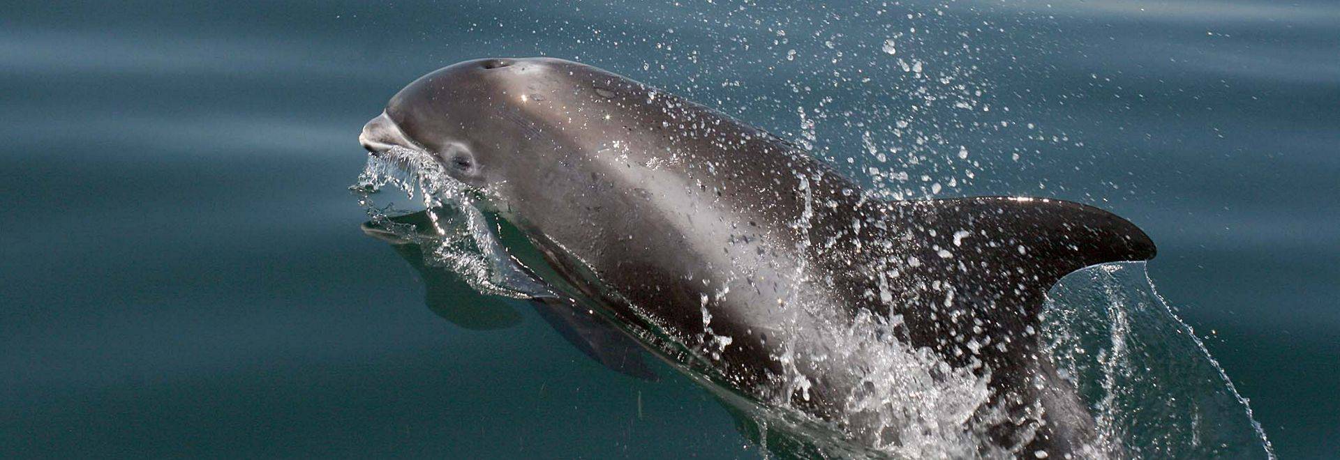 021 White Beaked Dolphin 250712 1 (Dave Shute)