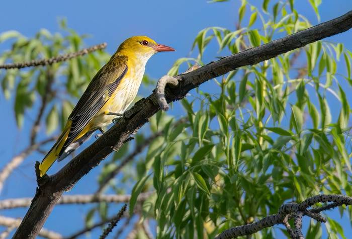 Golden Oriole © Chris Griffin, May 2025