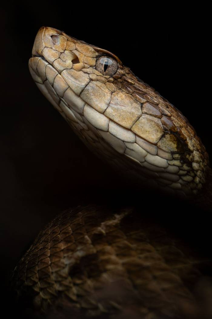 Fer-de-Lance (Bothrops asper) © Sandro Perez Veltman