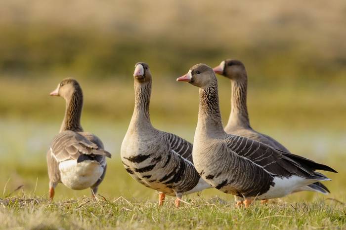 White-fronted Geese