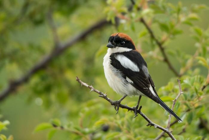 Woodchat Shrike shutterstock_1257898528.jpg