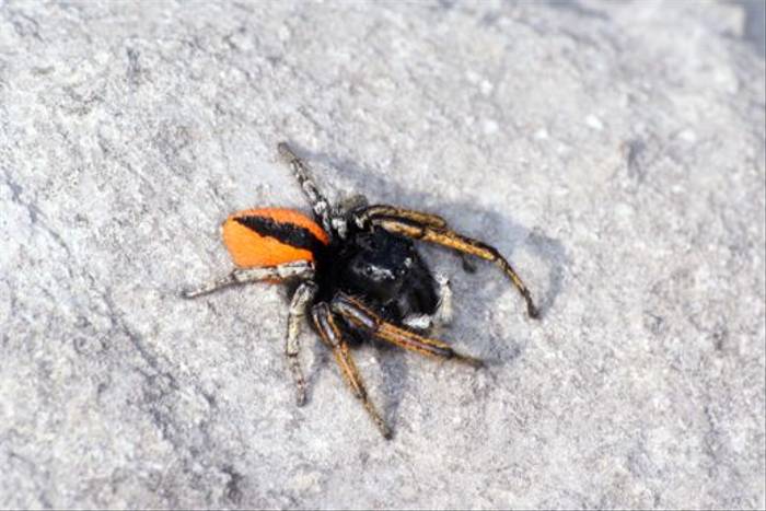 Male Spider - Philaeus Chrysops (Robert Godden)
