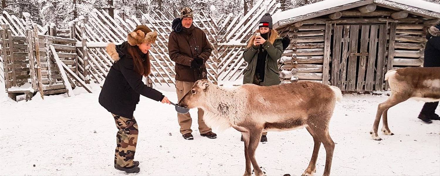 Reindeer Kairankutsu Pyhä-Luosto Finland 2.jpg