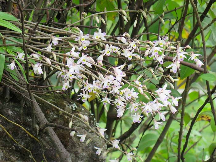 Dendrobium amoenum.jpg
