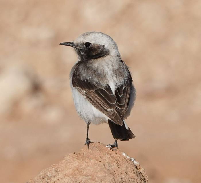 Mahgreb Wheatear © Martin Pitt, January 2025 tour