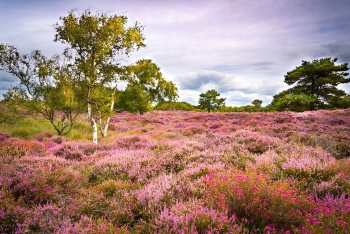 Dorset heathland