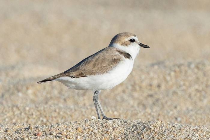Snowy Plover (Sara Frost) (3).jpg