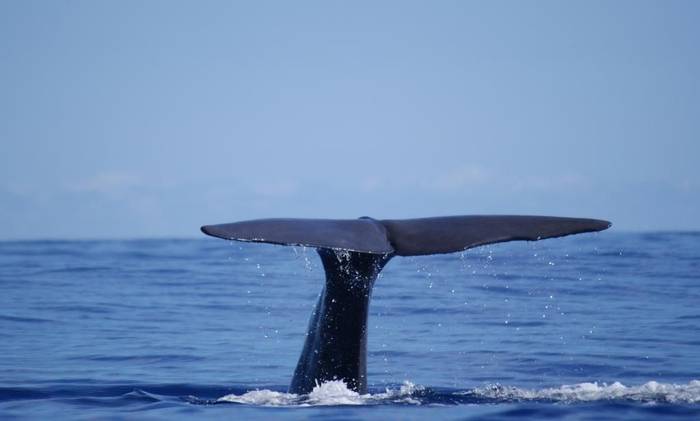Sperm Whale Fluke (Ed Drewitt)