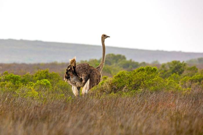 Female ostrich, De Hoop National Park, South Africa shutterstock_1599835369.jpg