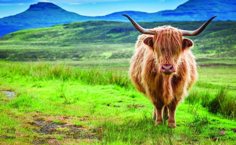 Brown highland cow in Isle of Skye in Scotland