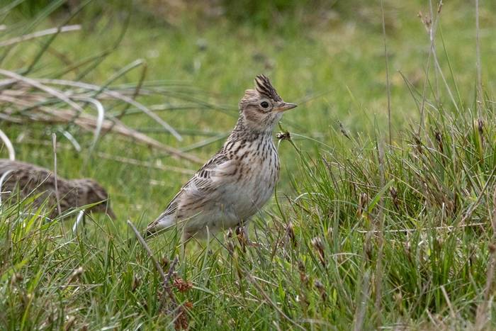 Skylark (Sara Frost).jpg