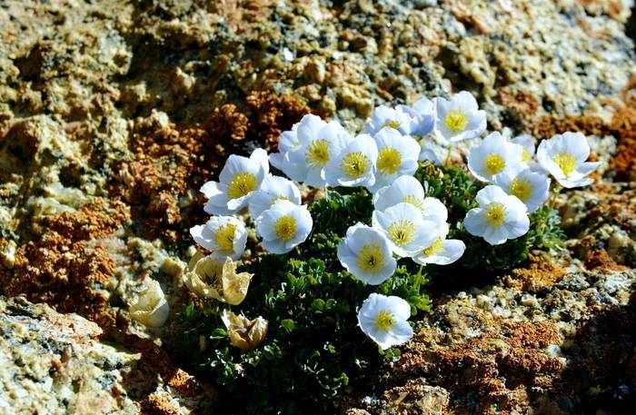 Paraquilegia microphylla, Kyrgyzstan shutterstock_2488669341.jpg