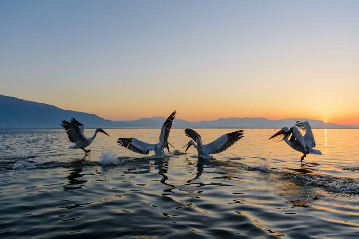 Dalmatian Pelicans, Lake Kerkini