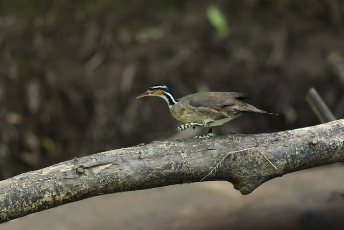 Sungrebe © Oliver Smart, April 2026 tour