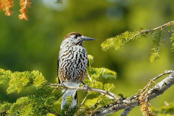 Spotted Nutcracker shutterstock_1562394184.jpg