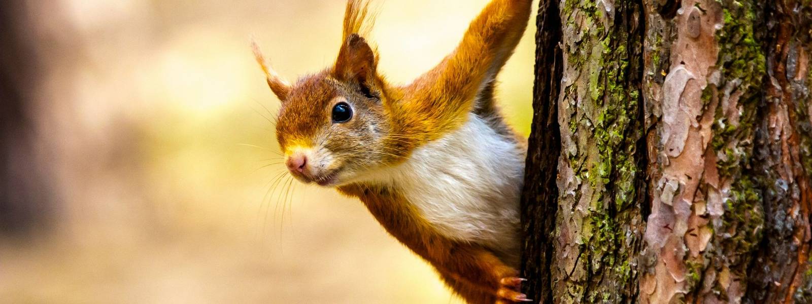 Derwent Bank -Wildlife - AdobeStock_134985579.jpeg