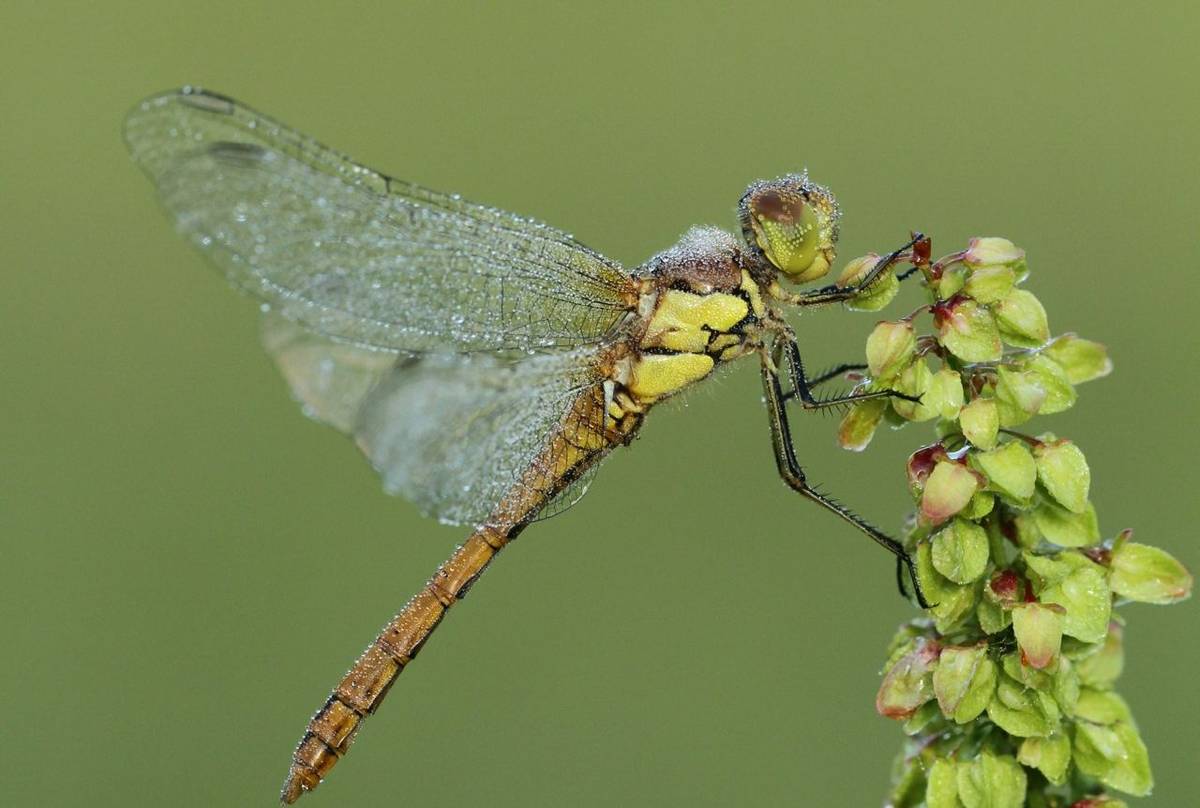 Common Darter (Marc Heath).JPG