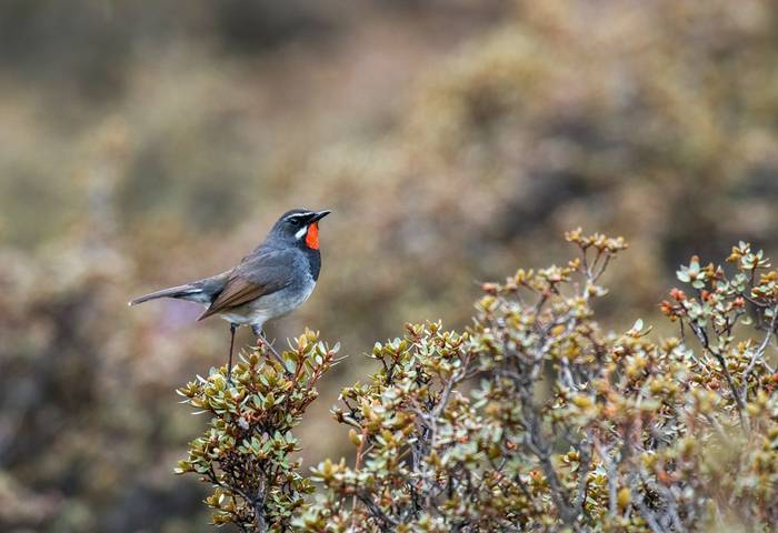 Himalayan Rubythroat shutterstock_1275250963 (2).jpg