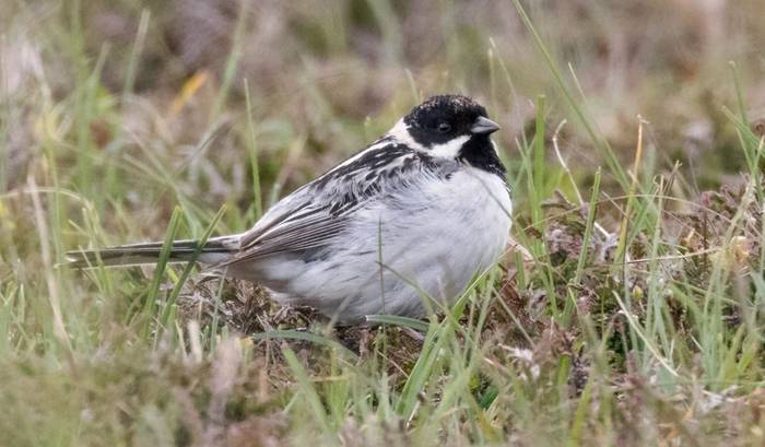 Fair Isle Pallas's Reed Bunting (Alex Penn).jpg