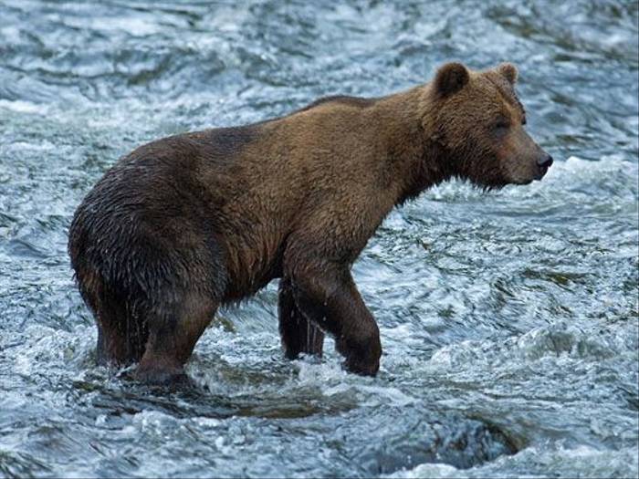 Grizzly Bear (Paul Marshall)