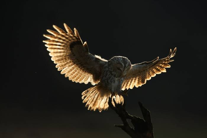 Tawny Owl shutterstock_362810462.jpg