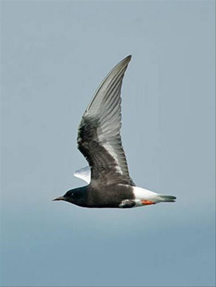 White-winged Black Tern (Paul Marshall)