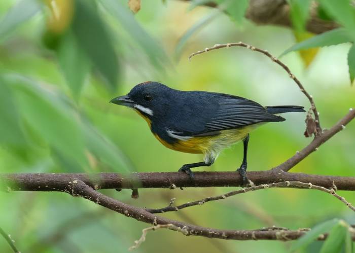 Palawan Flowerpecker (Palawan)