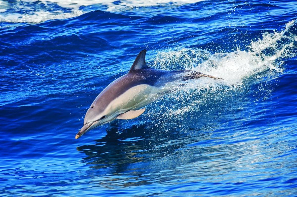 Dolphin jumping outside the sea