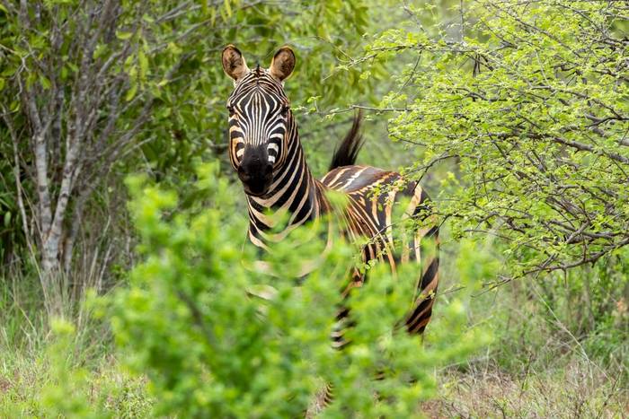 Zebra © Carole and David Clarke, February 2026 tour