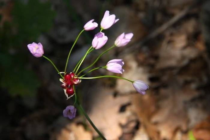 Allium roseum (David Watson)