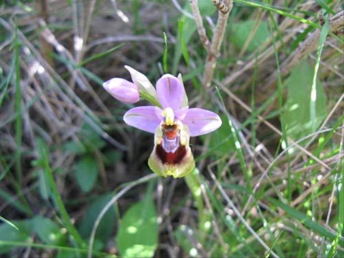 Ophrys tenthredinifera (Paul Harmes)