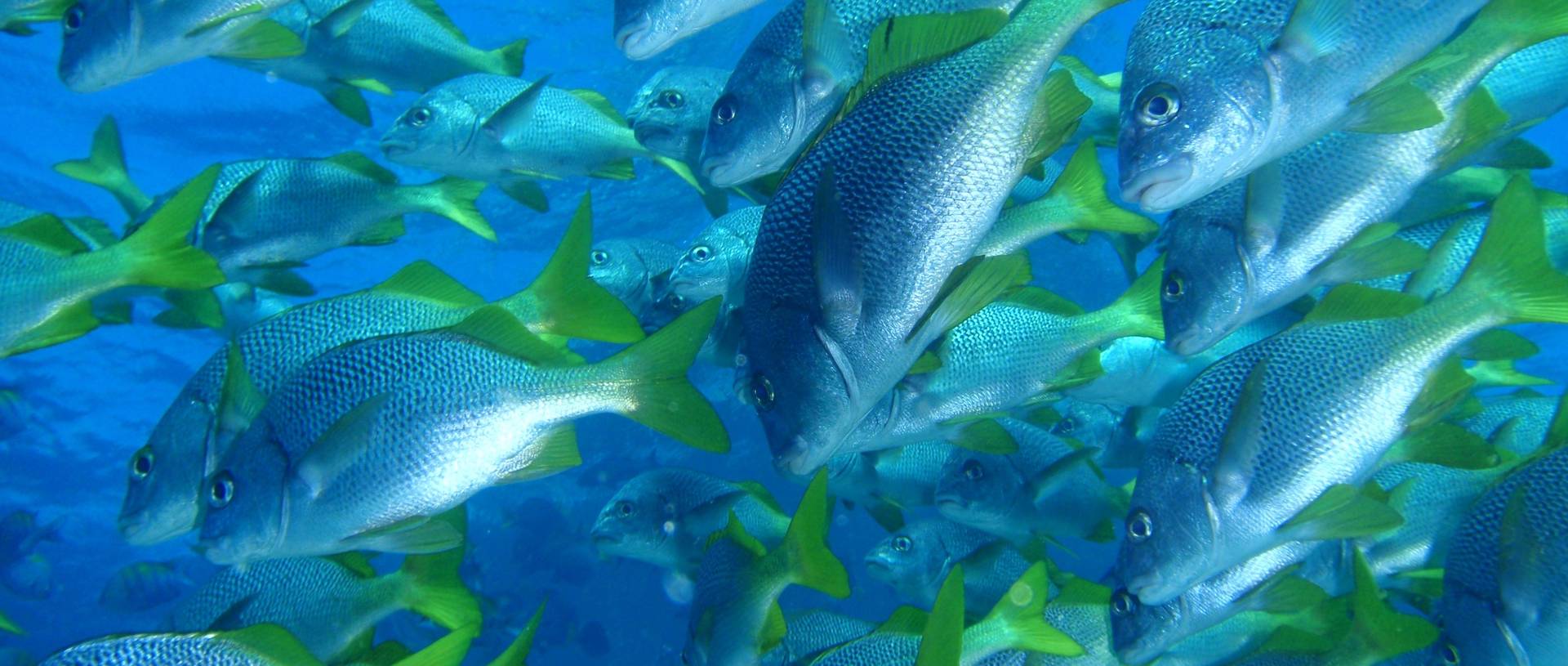 Snorkeling Galapagos