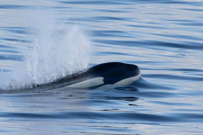Orca, Scotland (Sara Frost).jpg