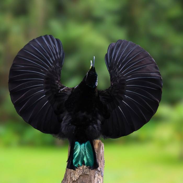 Victoria’s Riflebird