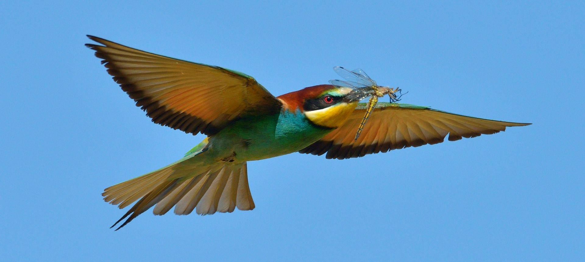 European Bee Eater Shutterstock 207932635