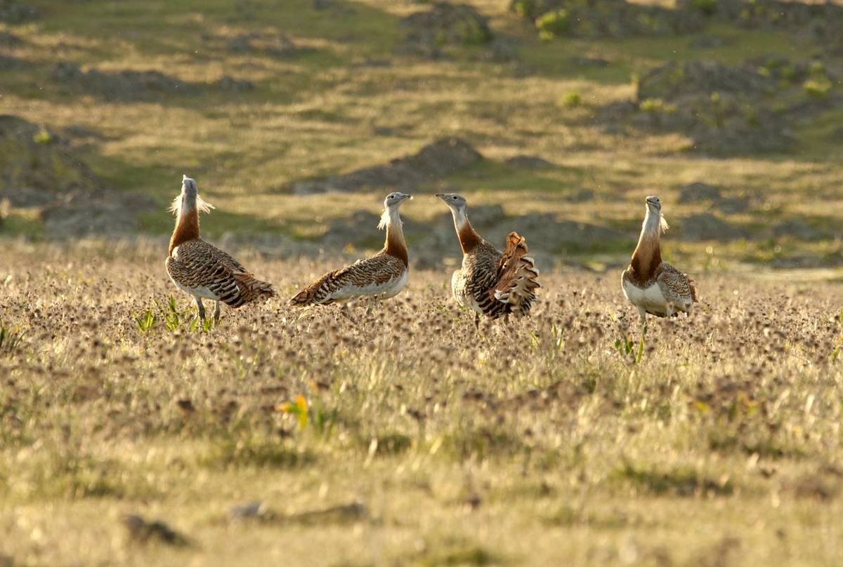 Great Bustard shutterstock_518077549.jpg