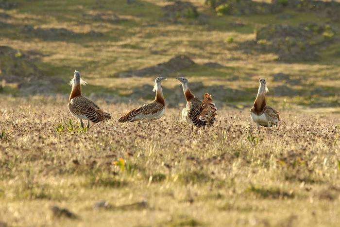 Great Bustard shutterstock_518077549.jpg