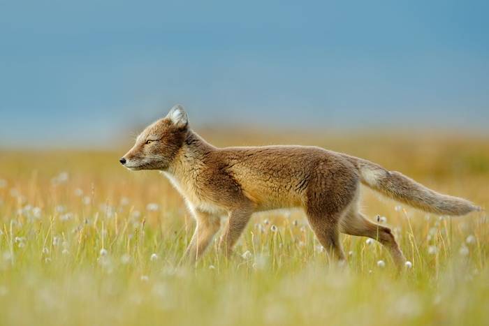 Arctic Fox, Norway shutterstock_578908813.jpg