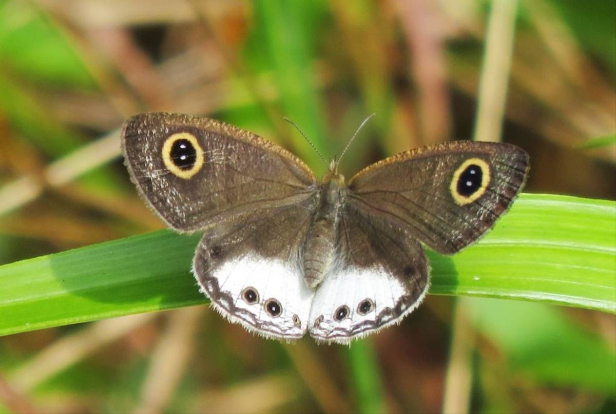 White Four-Ring Butterfly (David Hartill)