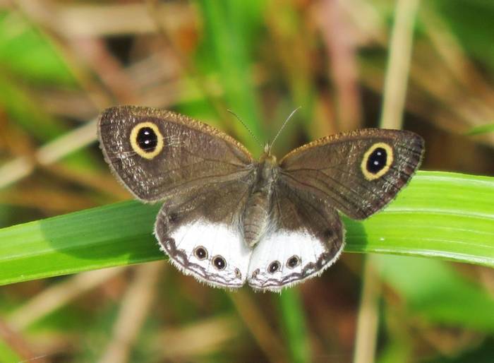 White Four-Ring Butterfly (David Hartill)