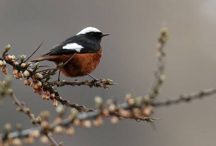 Guldenstadt's Redstart © Chris Griffin, April 2025