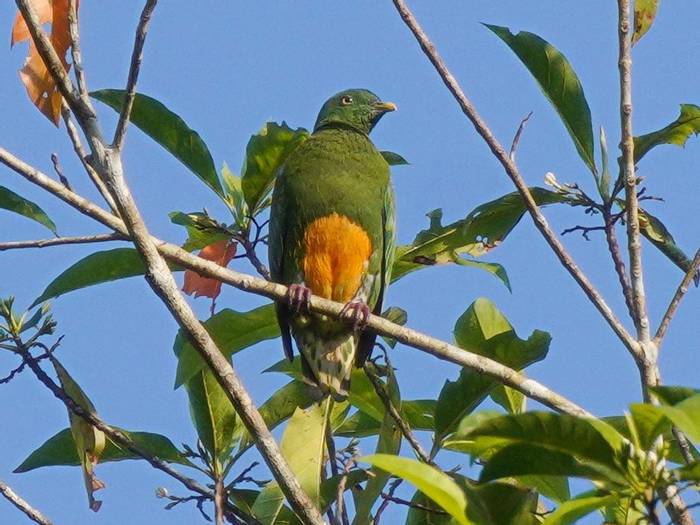 Orange-bellied Fruit Dove by Peter Stephens.JPG