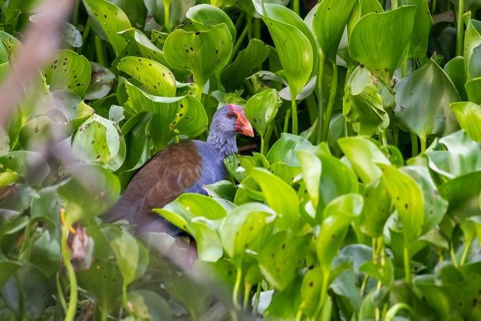 Philippines Swamphen