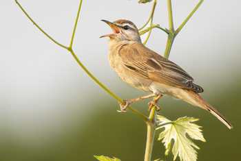 Rufous-tailed Scrub Robin (Simon Tonkin) (6).jpg